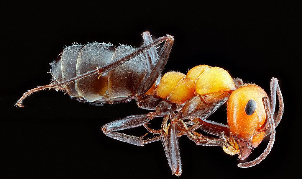 Ant Control service in Scottsdale, AZ