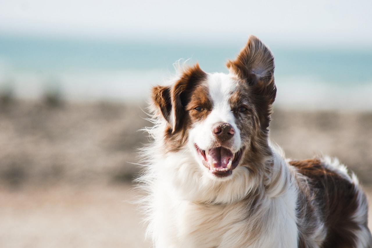 Flea & Tick Control service in Scottsdale, AZ