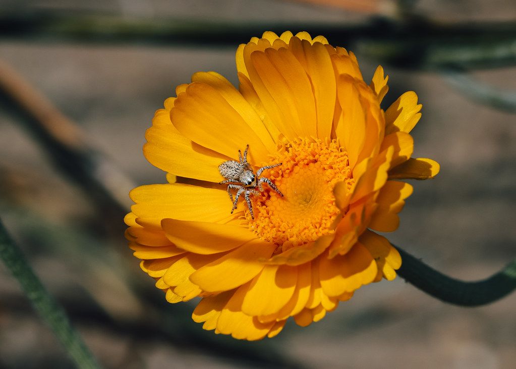 Spider Control service in Scottsdale, AZ